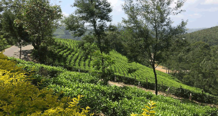 Kadachikunnu Wayanad tourism