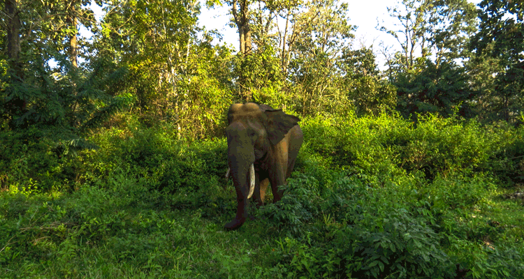 Tholpetty Wildlife Sanctuary