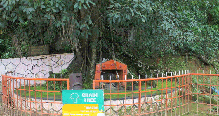 Chain tree wayanad